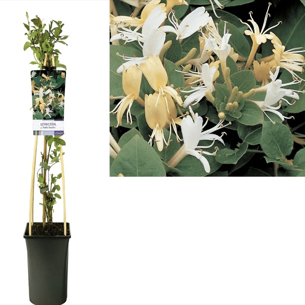 Орлови нокти (Lonicera) Halliana, с двуцветни кремаво-жълти цветове, ароматна, катерлива, вечнозелена, бърз растеж