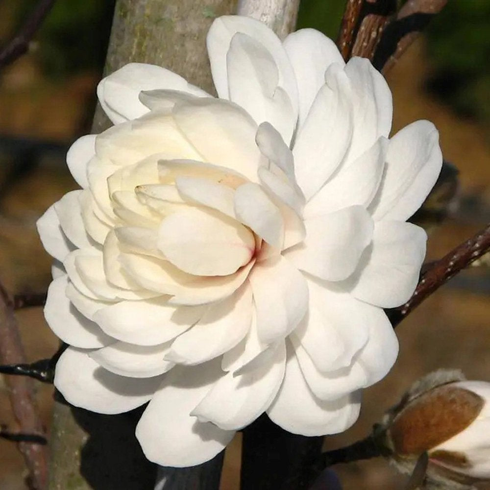 Magnolie Loebneri Wildcat, flori albe duble parfumate, arbust decorativ, rezistent frig