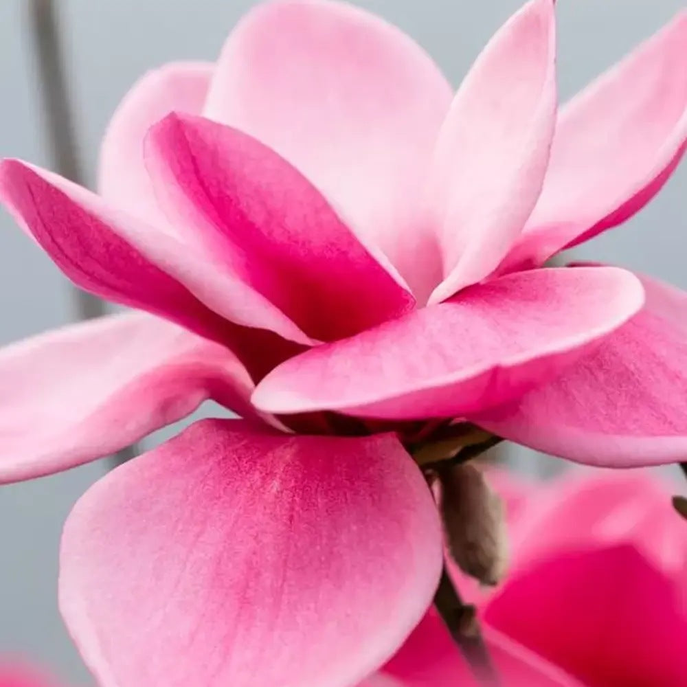 Магнолия Watermelon PBR, с ярки розови ароматни цветове, изключително декоративна
