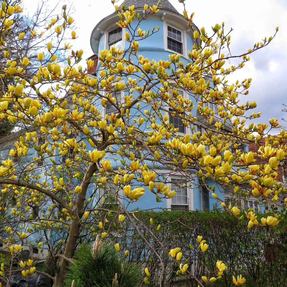 Magnolie Yellow River, flori galbene parfumate, arbust ornamental exotic