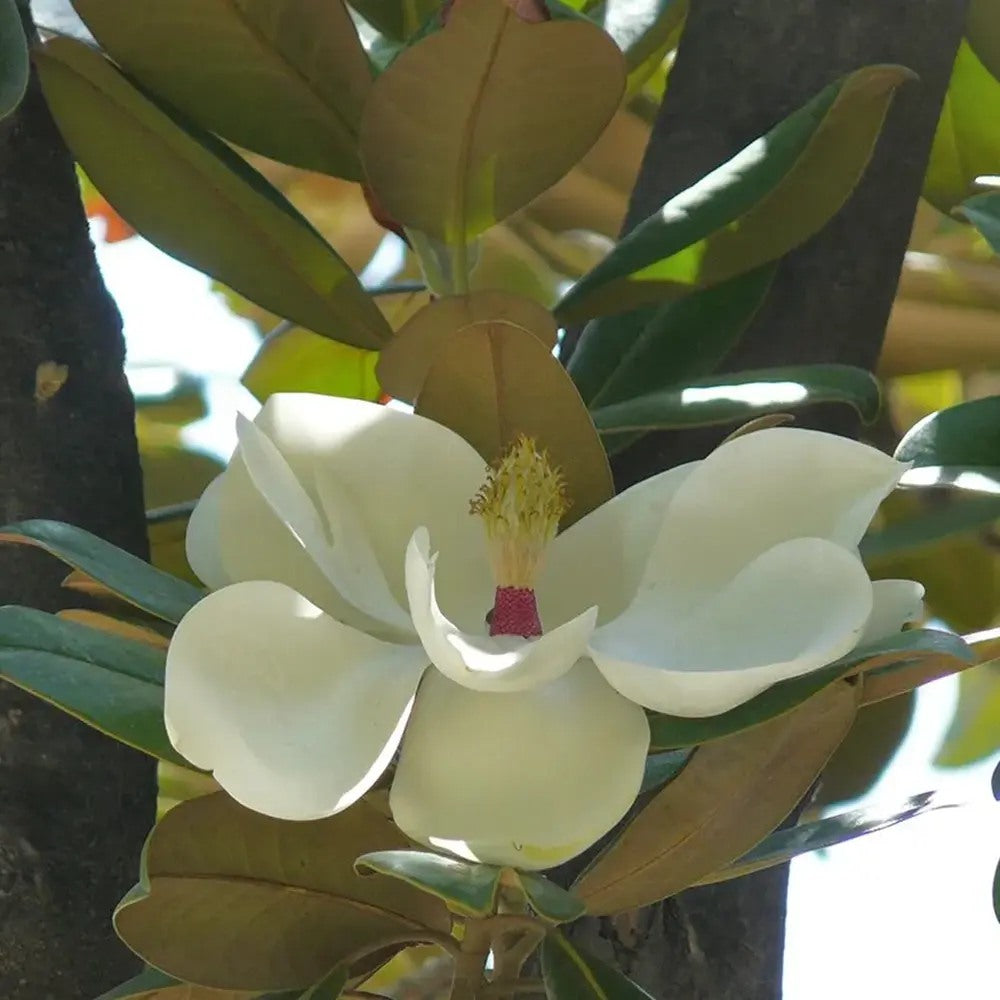 Магнолия Grandiflora 'Purpan' – вечнозелено дърво с едри ароматни бели цветове