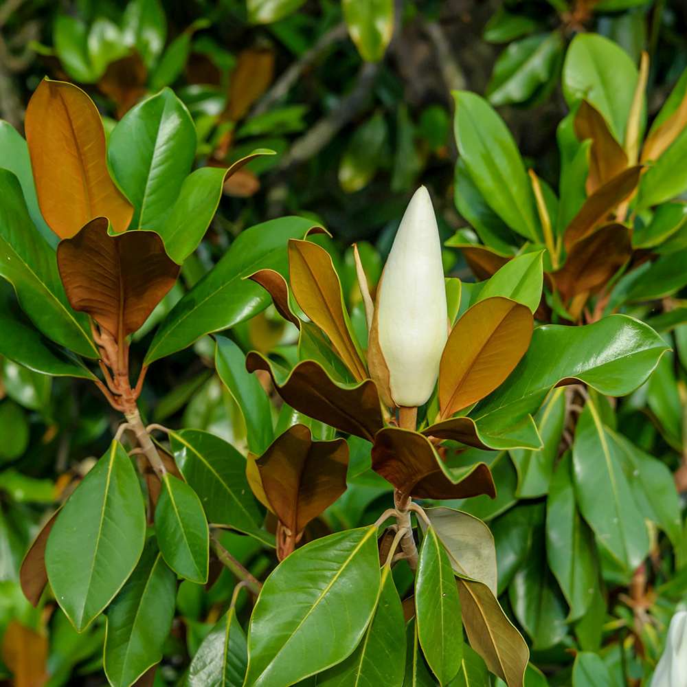 Magnolie Grandiflora Ferruginea copac vesnic verde, flori parfumate, rezistenta la frig, decor spectaculos