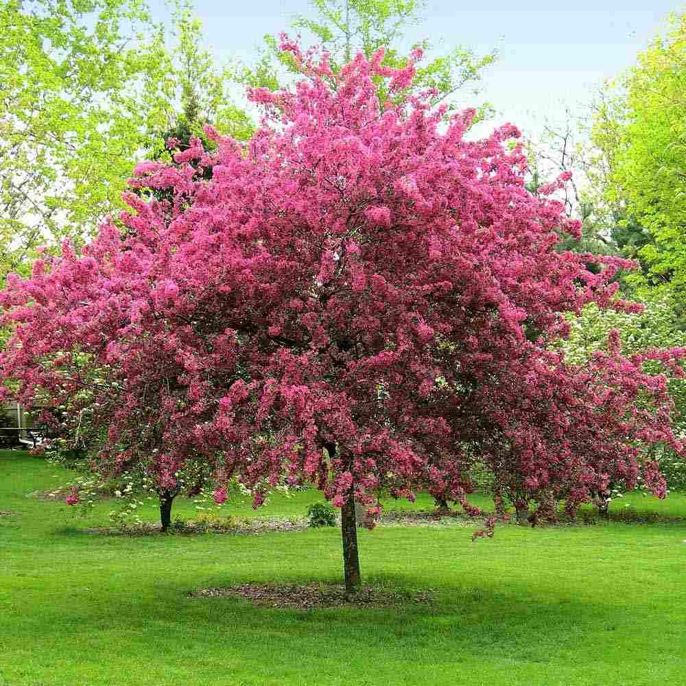 Mar Ornamental Profusion, copac decorativ cu flori roz-violet parfumate, fructe rosii mici