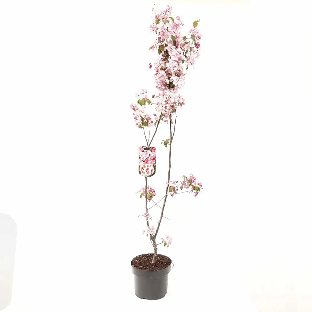 Mar Ornamental Rudolph, copac decorativ cu flori roz, frunzis rosu-purpuriu si fructe rosii persistente