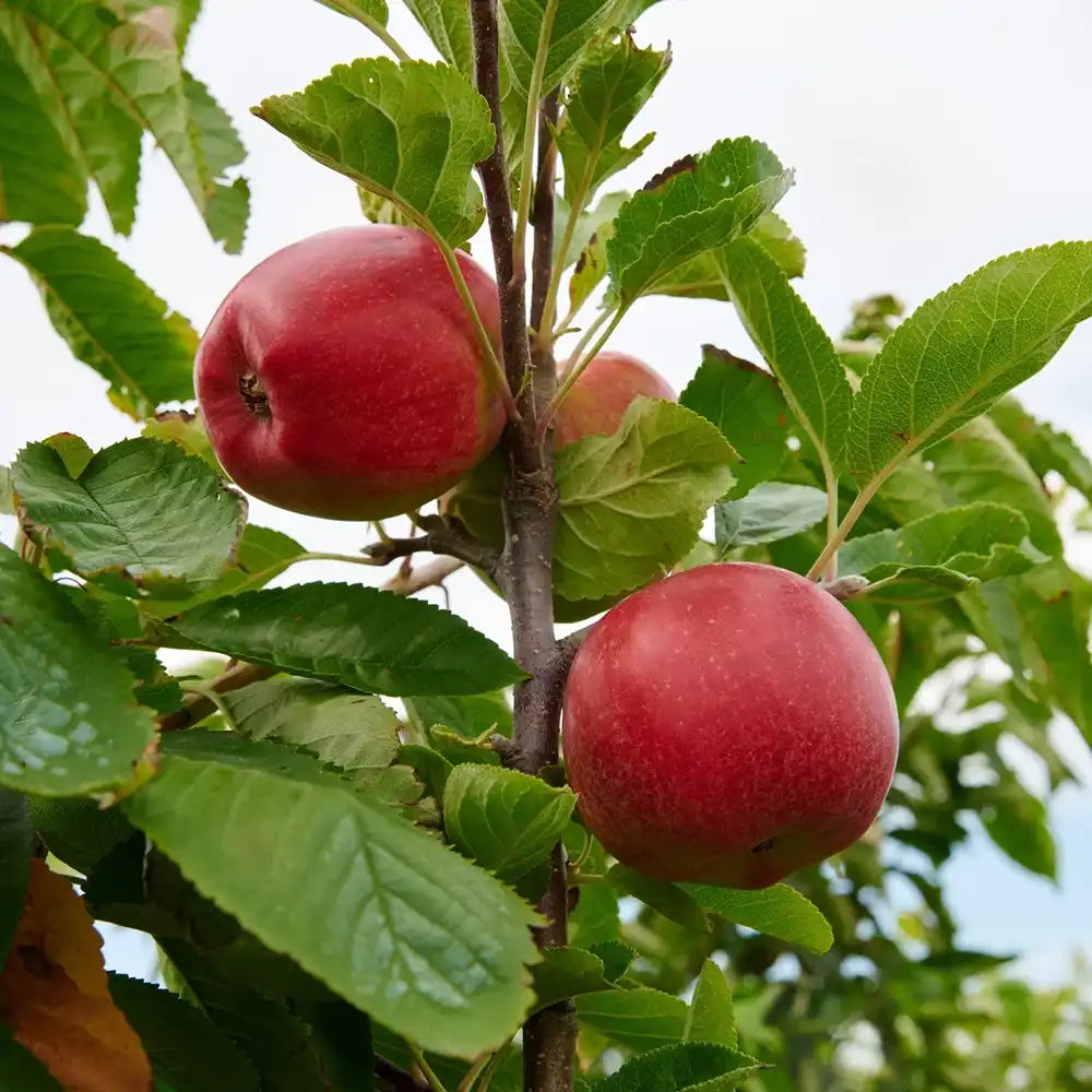 Mar (Malus) Santana, cu fructe rosii dulci-acrisor, an 3 pe rod