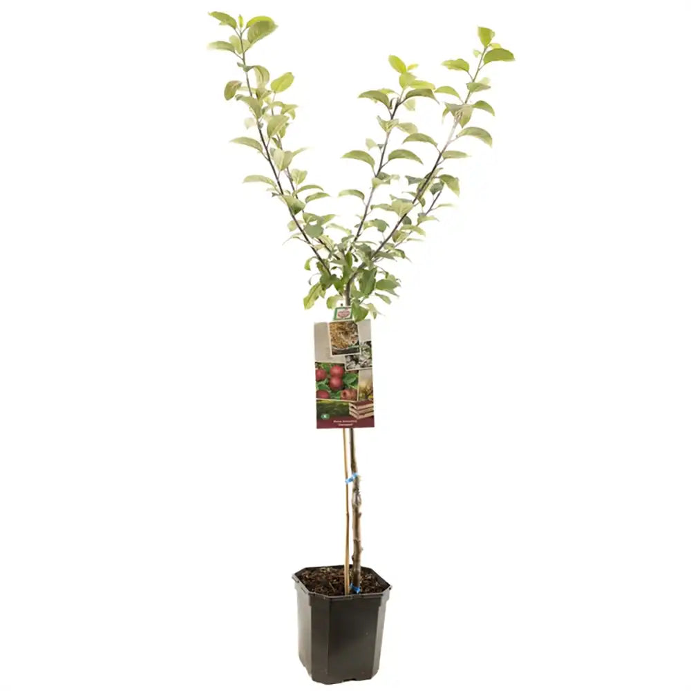 Ябълка (Malus) Sterappel, със сладко-кисели червени плодове, в трета година от род