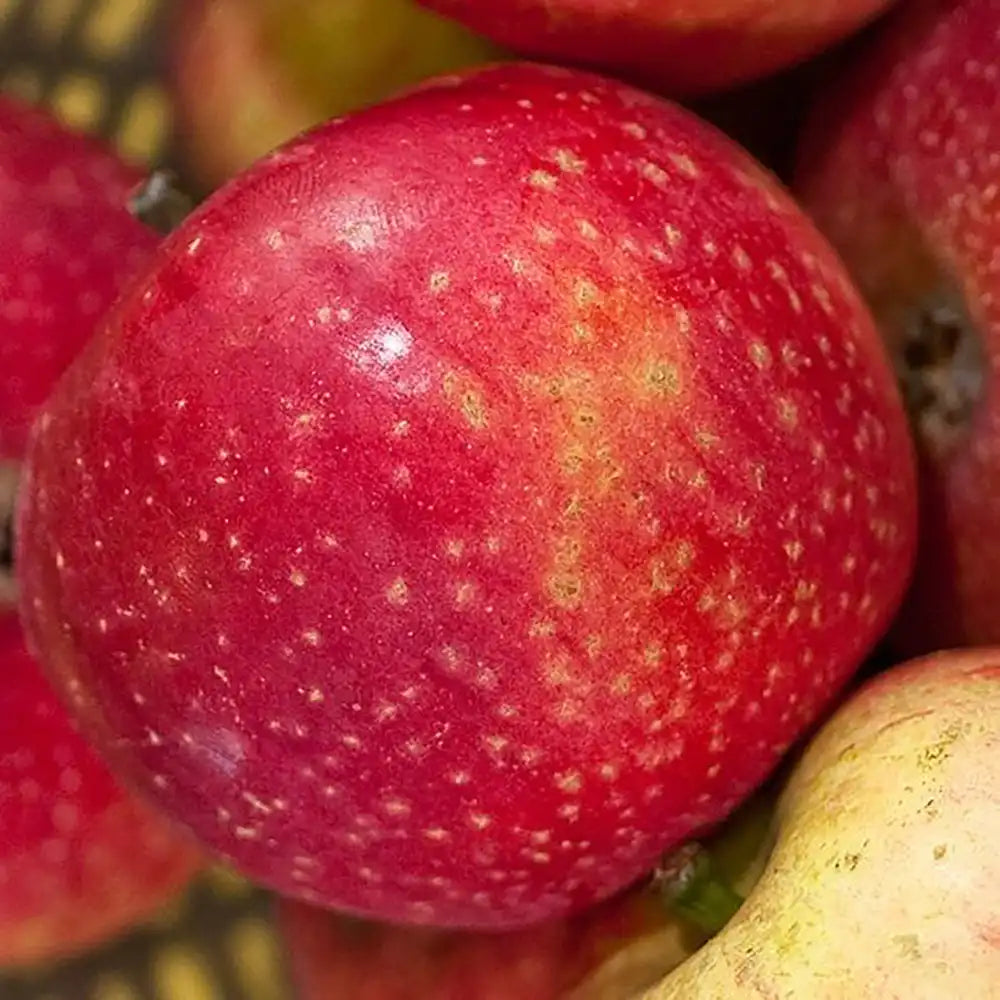 Ябълка (Malus) Sterappel, със сладко-кисели червени плодове, в трета година от род