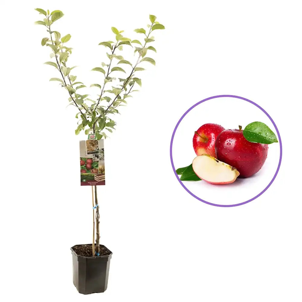 Ябълка (Malus) Sterappel, със сладко-кисели червени плодове, в трета година от род