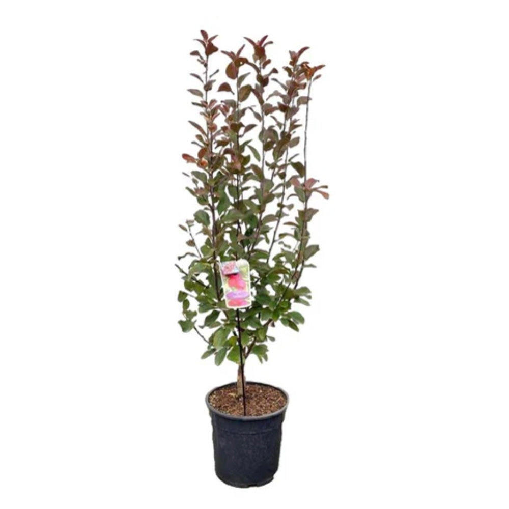 Mar Columnar Appletini, cu fructe mari rosii si dulci, an 3 pe rod