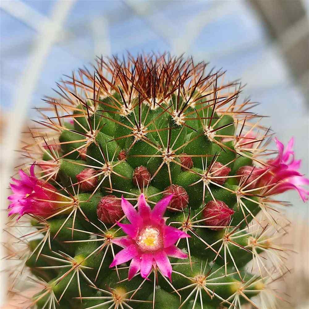 Cactus Globular Mammillaria ernestii albispina, decorativ, cu spini albi si flori roz