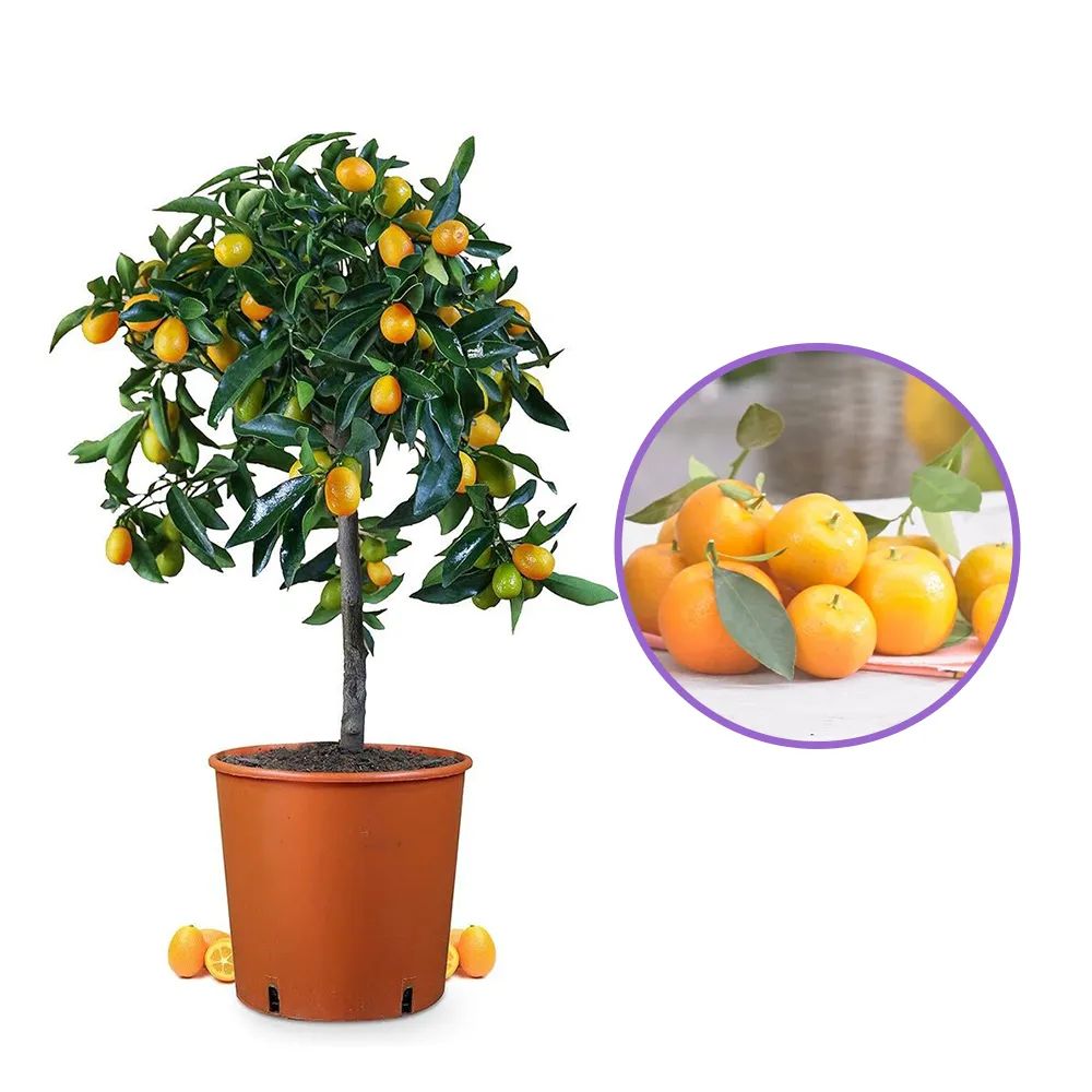 Mandarin pitic Calamondin, cu fructe acrisoare-intens, cu usoare note dulci, livrat cu fructe coapte