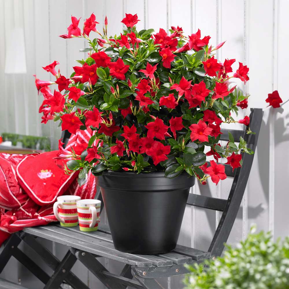 Мандевила Sundaville Red Early Scarlet – катерливо растение с ярко червени цветове
