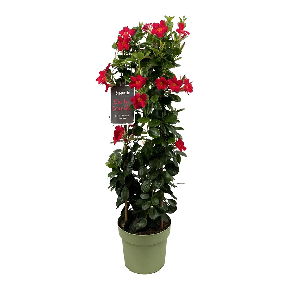 Мандевила Sundaville Red Early Scarlet – катерливо растение с ярко червени цветове