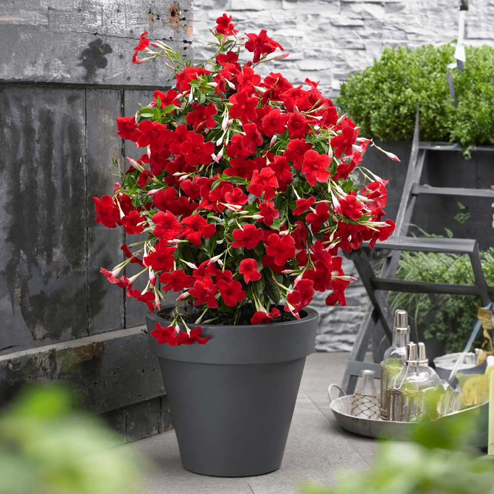 Мандевила Sundaville Red Early Scarlet – катерливо растение с ярко червени цветове
