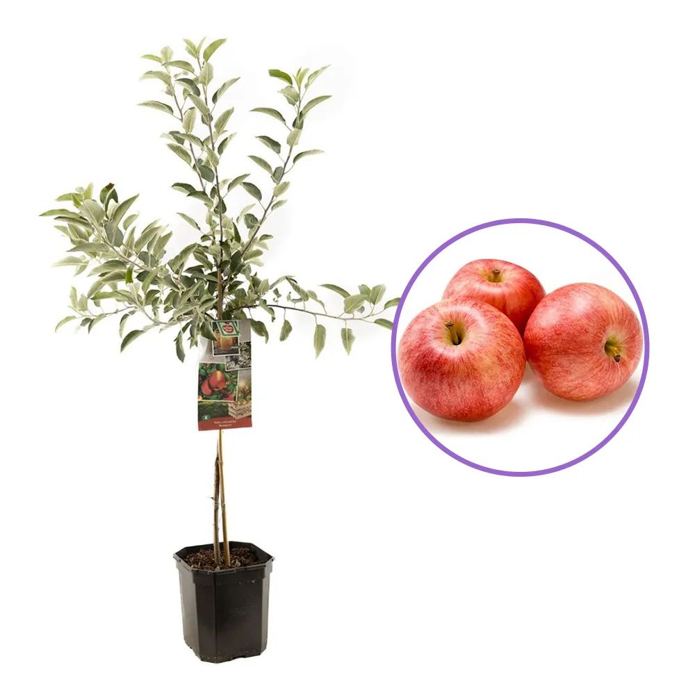 Mar Braeburn (Malus), cu fructe dulci-acrisori, an 3 pe rod