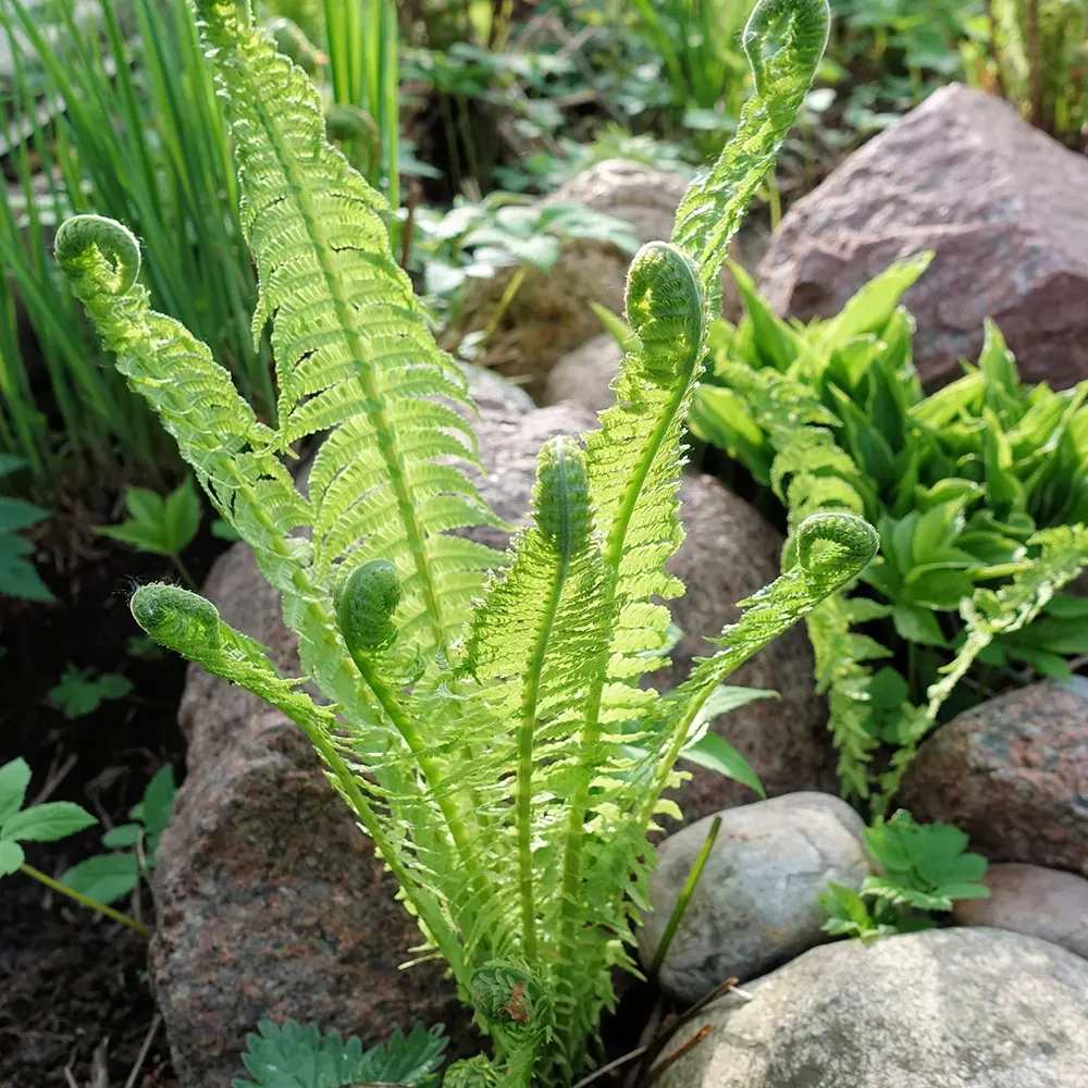 Feriga Uriasa Pana Strutului (Matteuccia Struthiopteris), feriga ornamentala pentru umbra