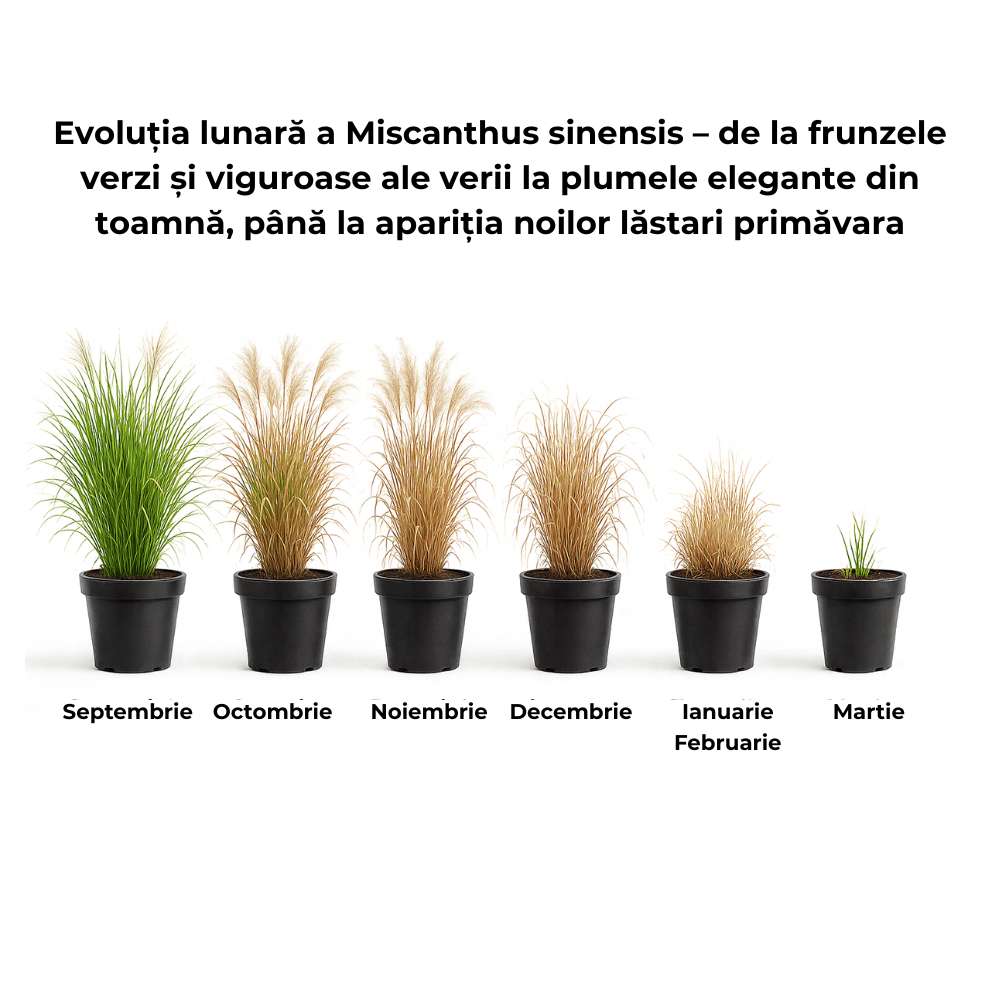 Iarba Elefantului (Miscanthus Sinensis) Dronning Ingrid, iarba ornamentala cu spice albe si frunzis rosiatic toamna, crestere rapida