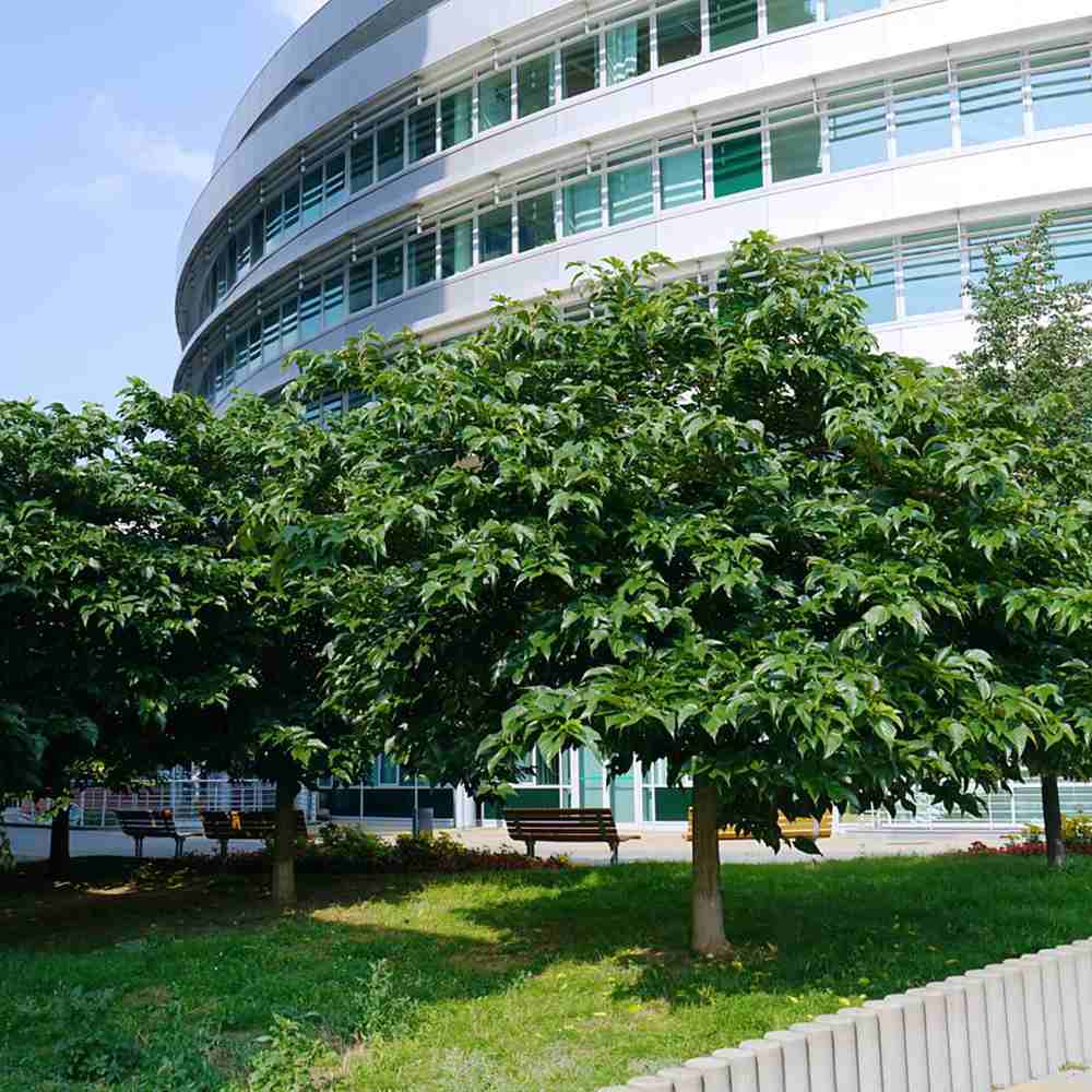 Dud Ornamental Alb (Morus platanifolia), cu frunze mari palmate de platan, pom fructifer ornamental cu coroana larga, de umbra