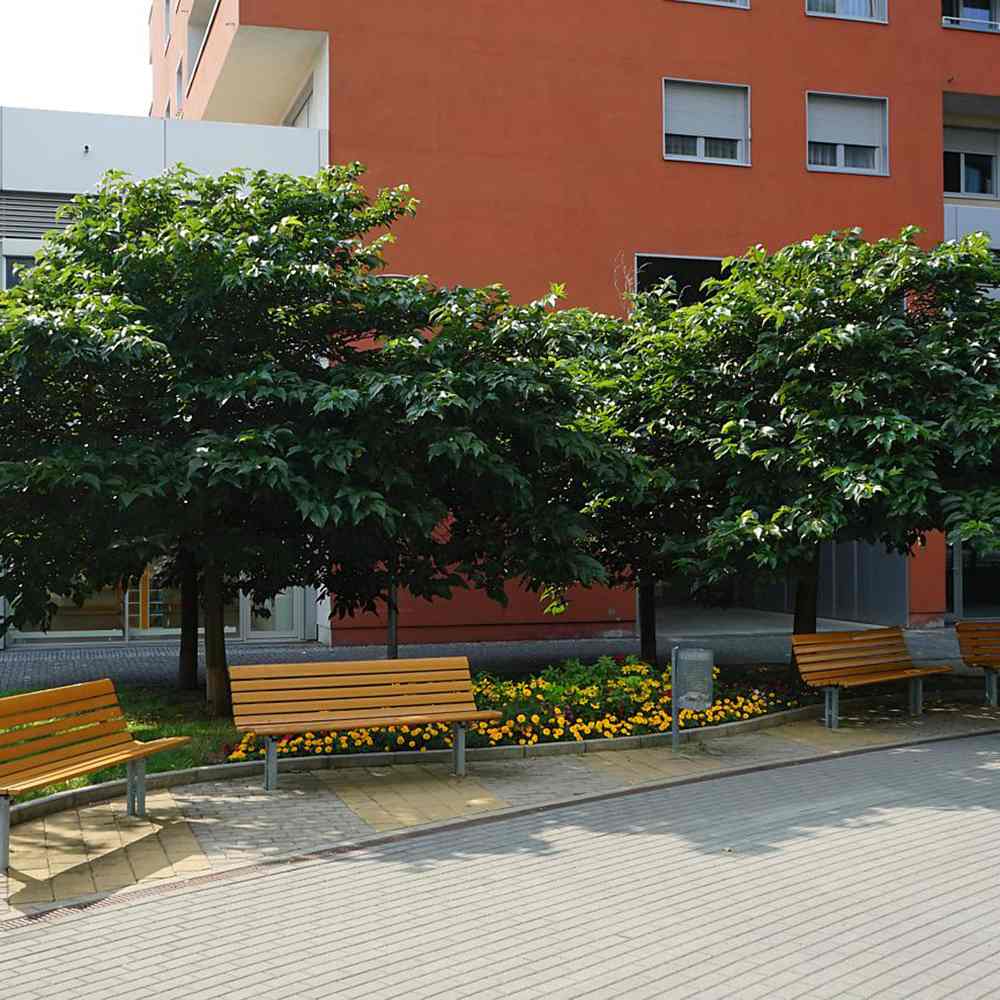 Dud Ornamental Alb (Morus platanifolia), cu frunze mari palmate de platan, pom fructifer ornamental cu coroana larga, de umbra