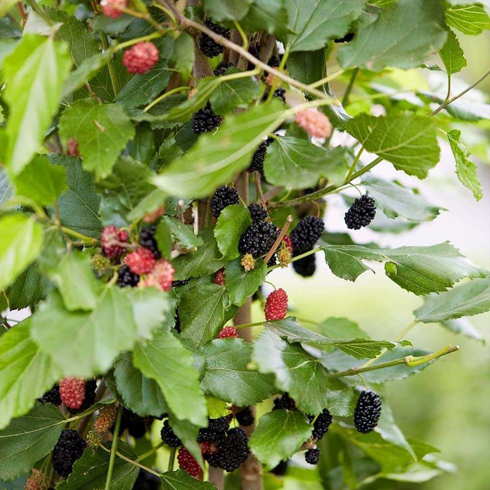 Dud pitic Matsunaga Mojo Berry (Morus rotundifolia), cu fructe negre dulci, an 2 pe rod