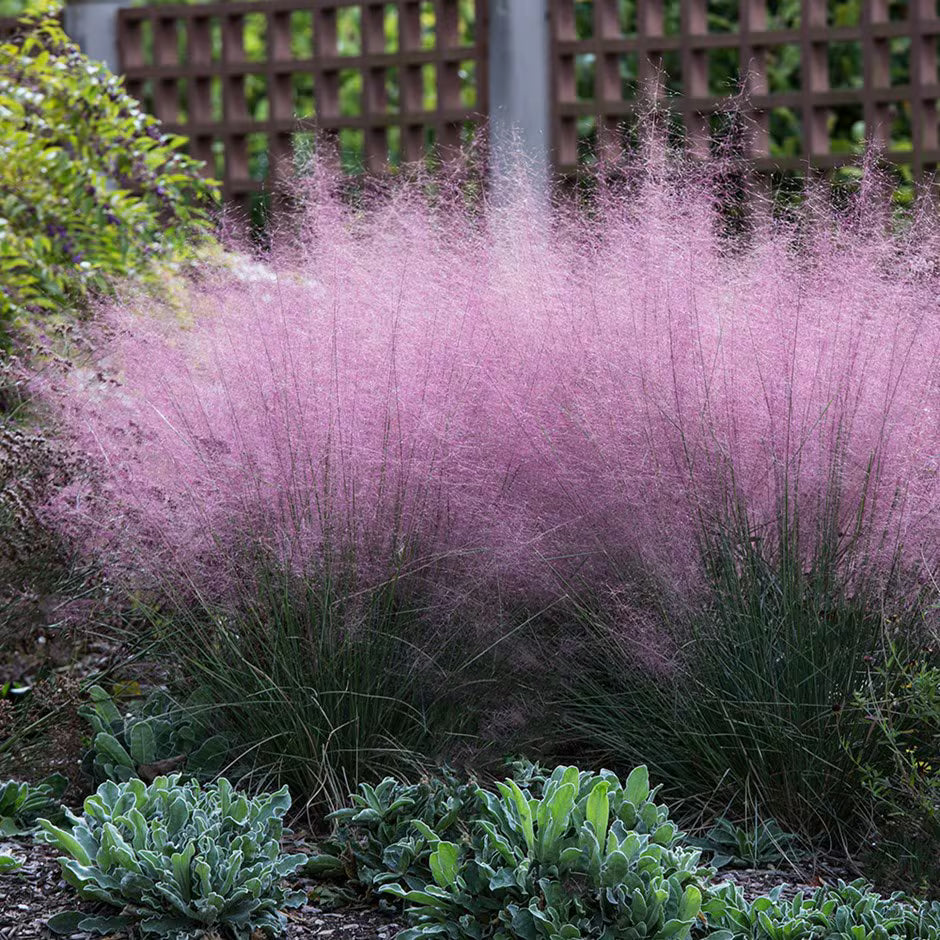 Iarba Decorativa roz-purpuriu Texas (Muhlenbergia Capillaris), iarba cu flori roz spectaculoase, perena, tolereaza seceta