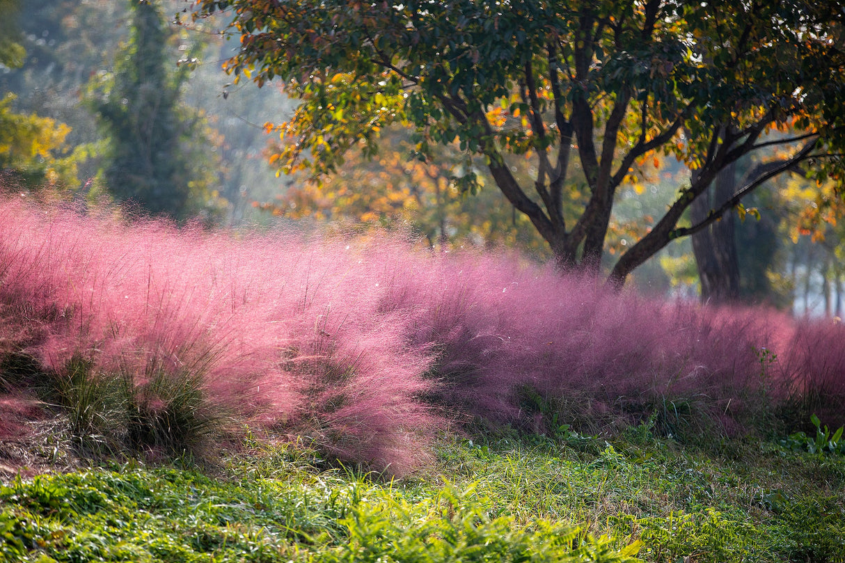 Декоративна трева розово-пурпурна Texas (Muhlenbergia Capillaris)