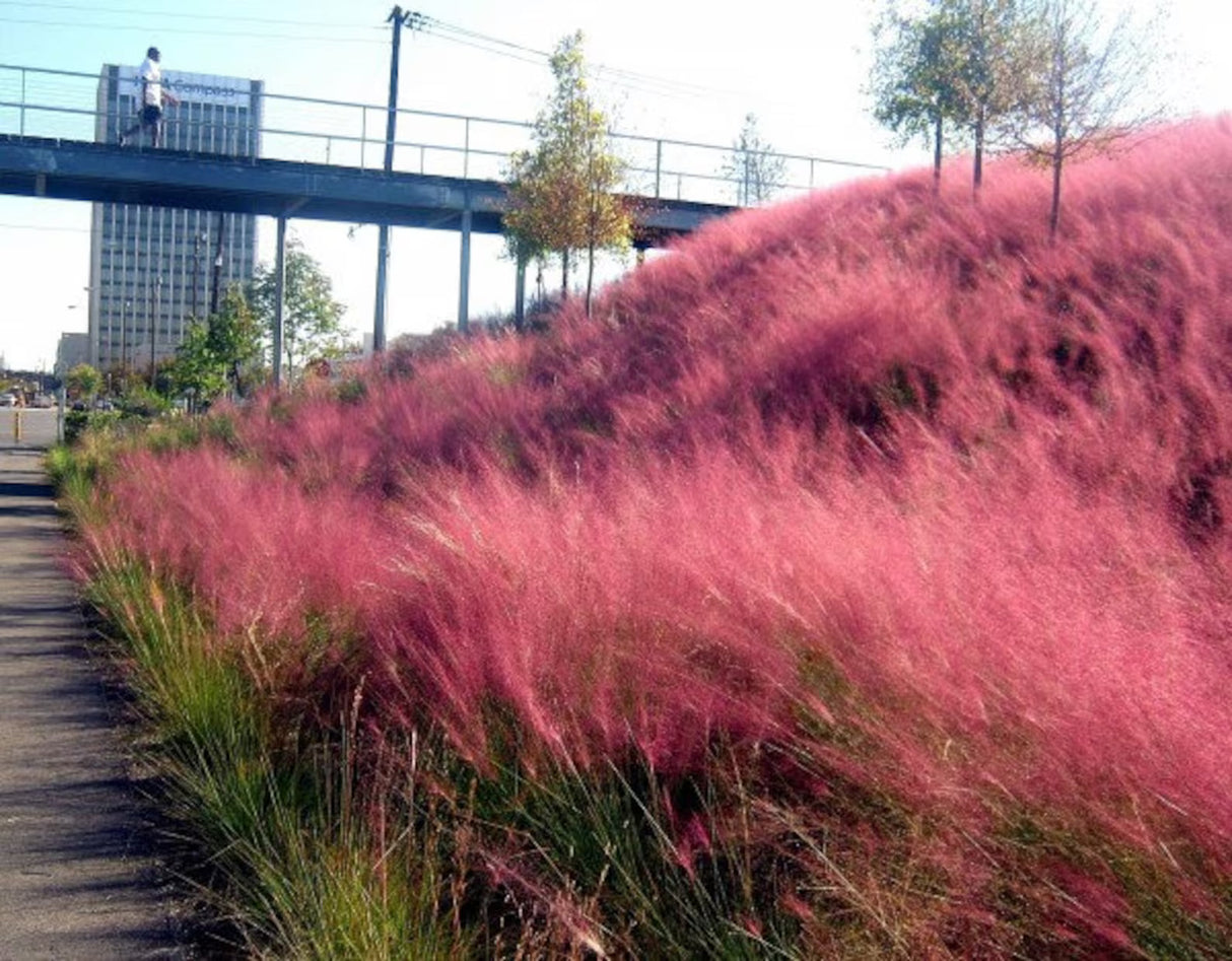 Iarba Decorativa roz-purpuriu Texas (Muhlenbergia Capillaris), iarba cu flori roz spectaculoase, perena, tolereaza seceta