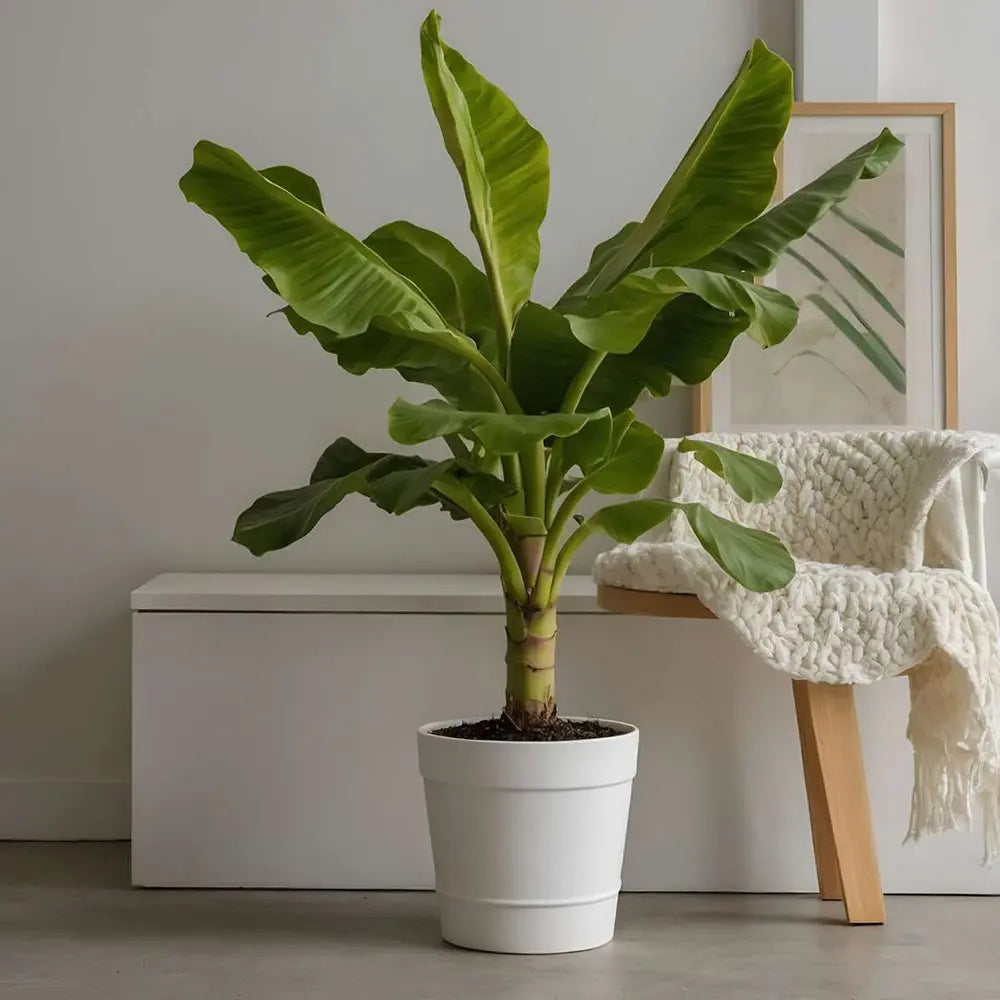 Японски банан (Musa Basjoo), 90-100 см, студоустойчив, издържа до -10°C, идеален за градина или интериор