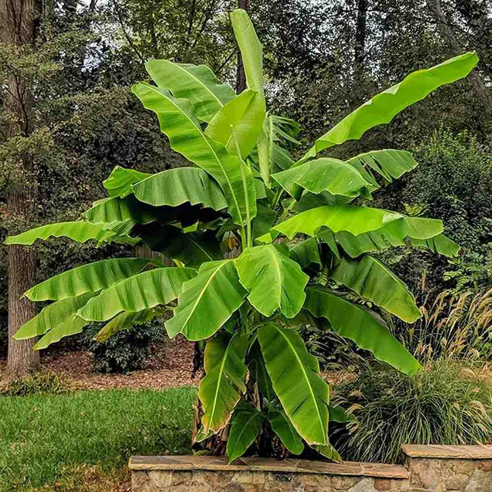 Bananier japonez (Musa Basjoo), 35 cm, rezistent la frig, suporta -10°C, ideal gradina sau interior