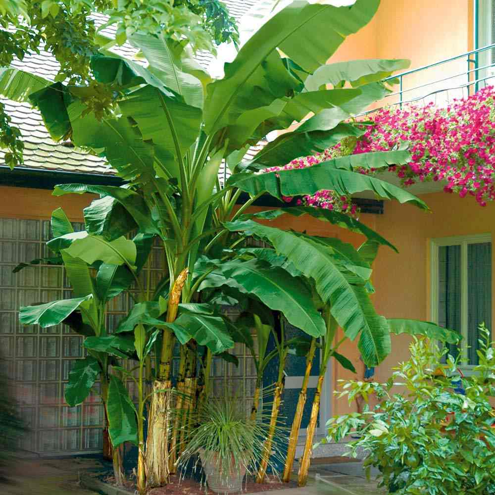 Bananier japonez (Musa Basjoo), 35 cm, rezistent la frig, suporta -10°C, ideal gradina sau interior