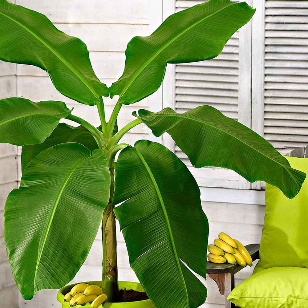 Японски банан (Musa Basjoo), 90-100 см, студоустойчив, издържа до -10°C, идеален за градина или интериор