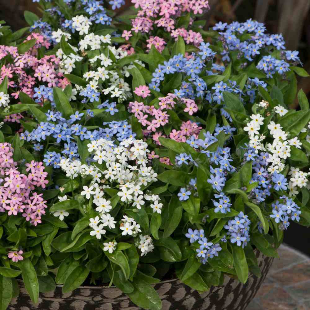 Незабравка Tricolor – Myosotis Trio, три цвята в един храст, пролетно цъфтящо растение