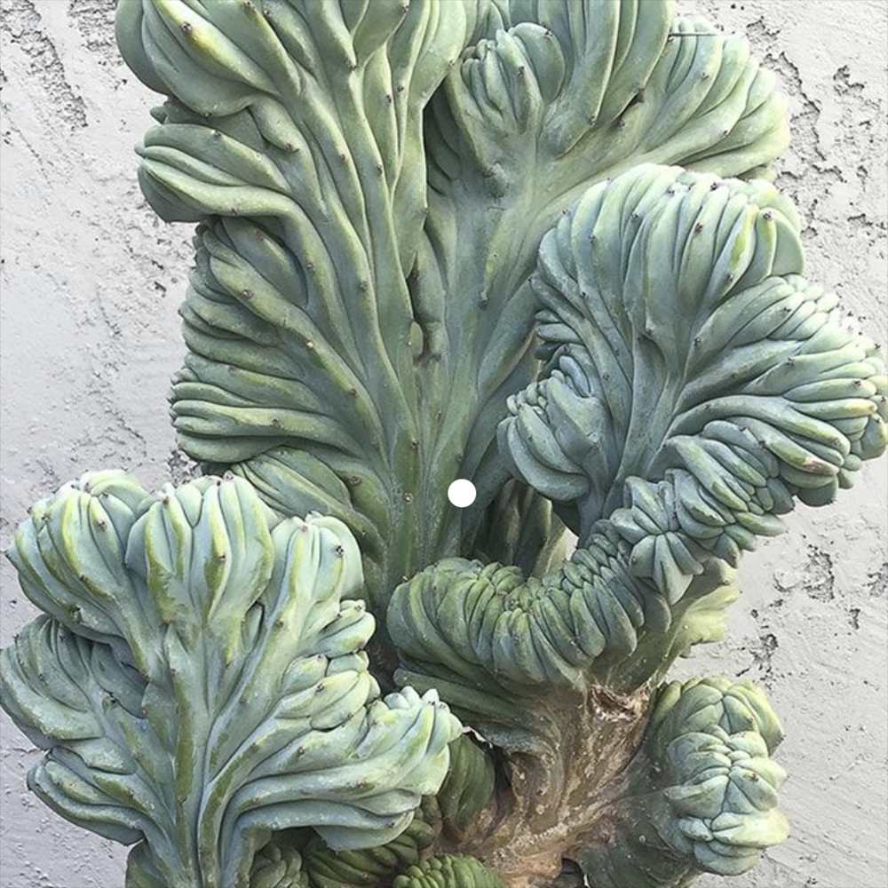 Син коралов кактус Myrtillocactus Geometrizans Cristata, 18 см, декоративен кактус за интериор с архитектурна форма