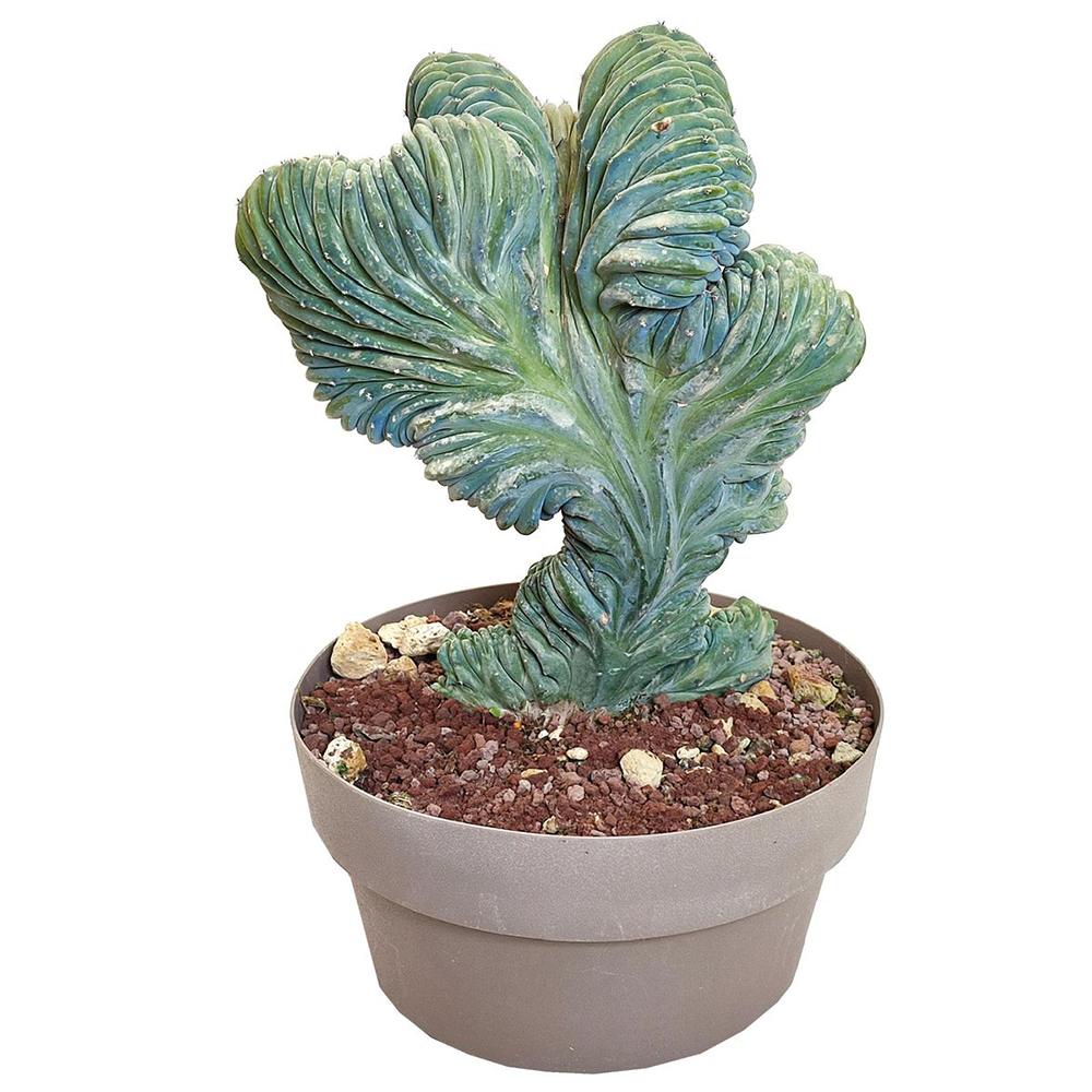 Син коралов кактус Myrtillocactus Geometrizans Cristata, 18 см, декоративен кактус за интериор с архитектурна форма