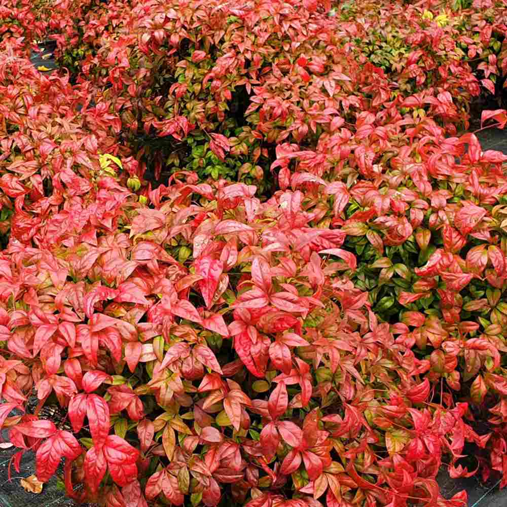 Bambus Sacru Nandina Firepower, arbust compact cu frunze rosii toamna si iarna, rezistent la frig, gradina japoneza, Feng shui