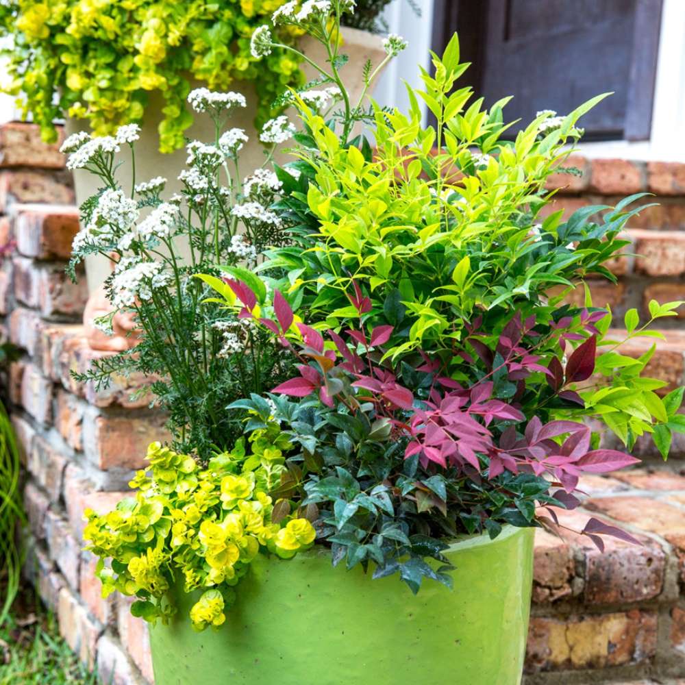 Bambus Sacru Nandina Lemon-Lime, decorativ cu frunze galben-verzui, arbust vesnic verde, gradina japoneza, feng hhui