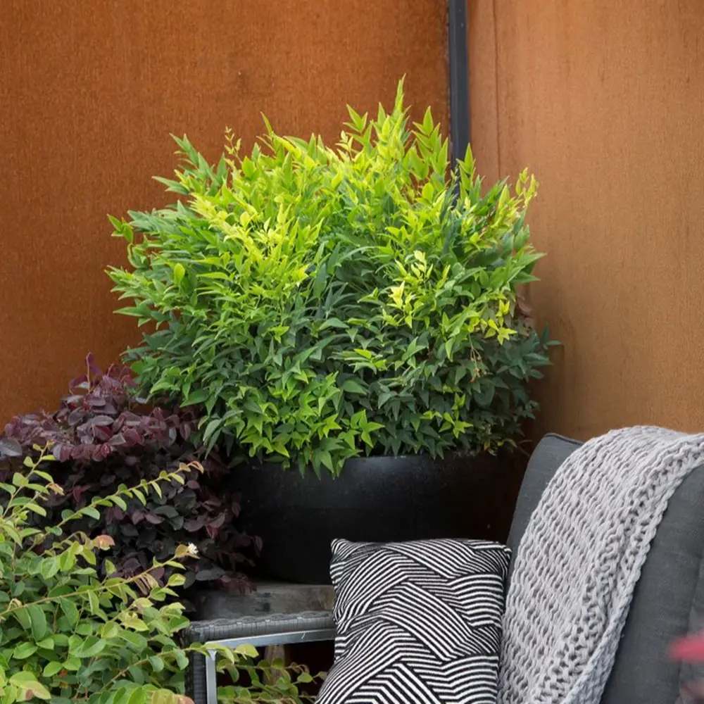 Свещен бамбук Nandina Lemon-Lime, декоративен с жълто-зелени листа, вечнозелен храст, японска градина, фън шуй