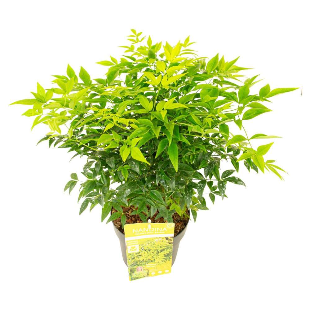 Bambus Sacru Nandina Lemon-Lime, decorativ cu frunze galben-verzui, arbust vesnic verde, gradina japoneza, feng hhui