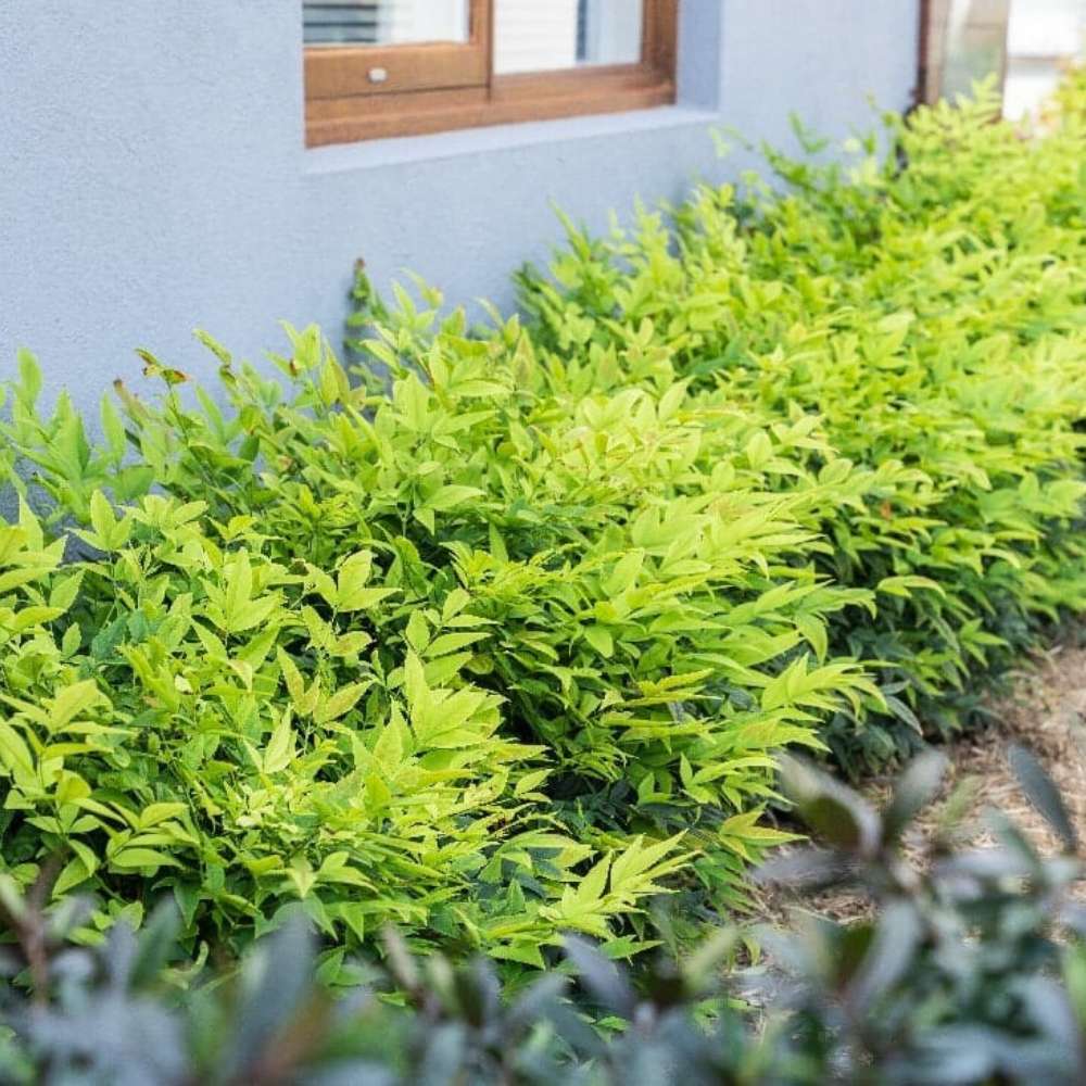 Свещен бамбук Nandina Lemon-Lime, декоративен с жълто-зелени листа, вечнозелен храст, японска градина, фън шуй