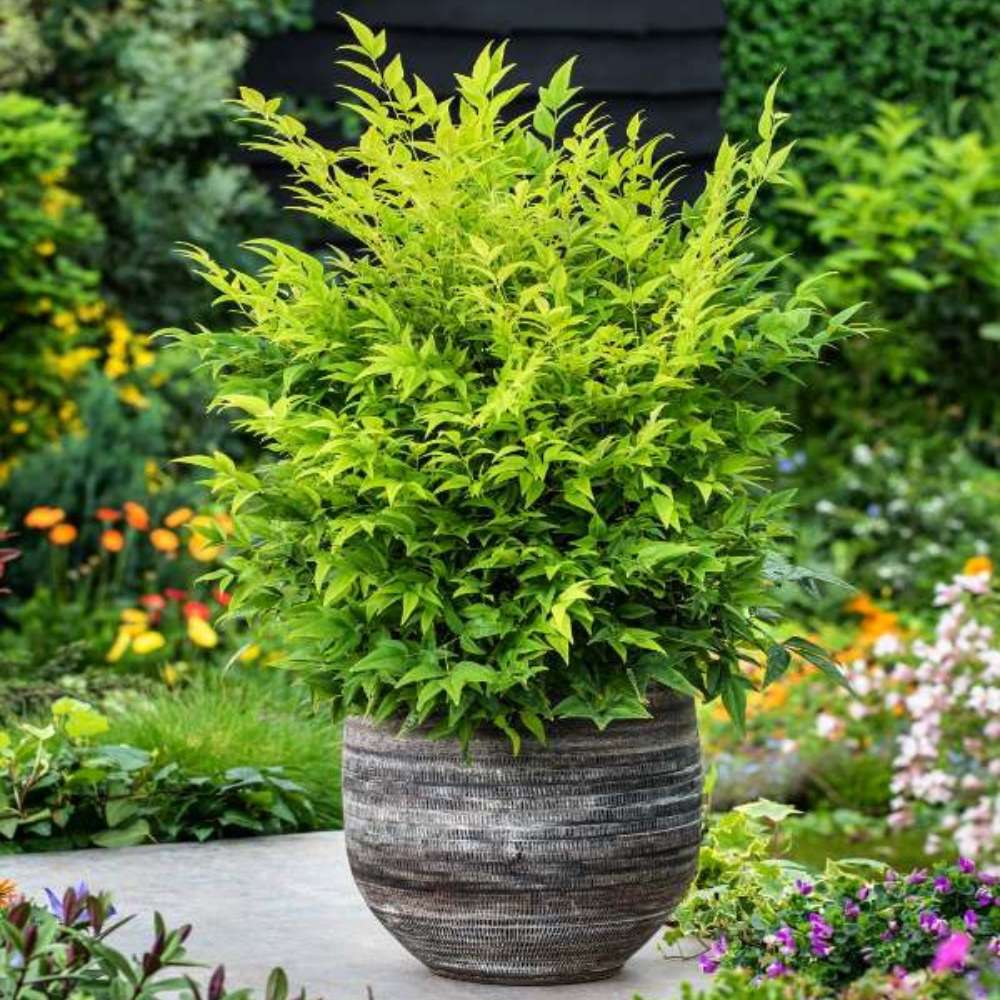 Свещен бамбук Nandina Lemon-Lime, декоративен с жълто-зелени листа, вечнозелен храст, японска градина, фън шуй