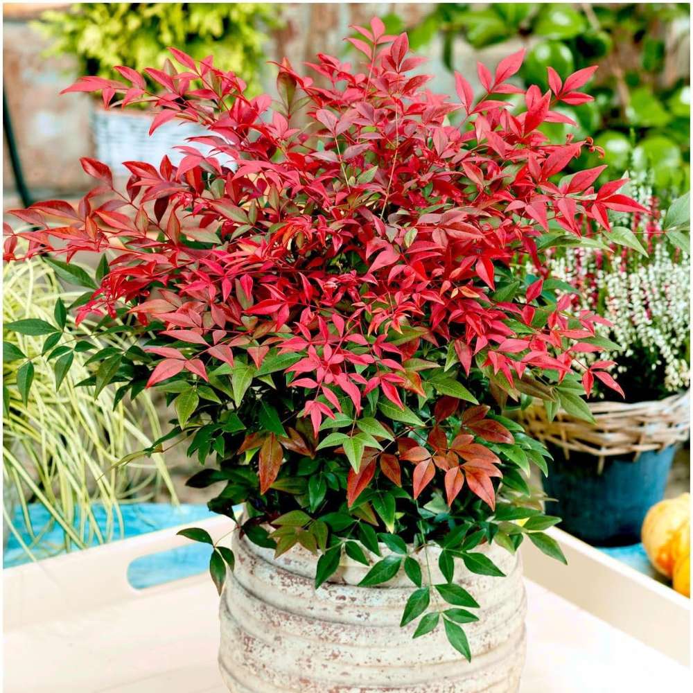 Свещен червен бамбук Nandina Obsessed, вечнозелен, розово-червена зеленина, декоративен, за саксия или градина, японска градина, фън шуй