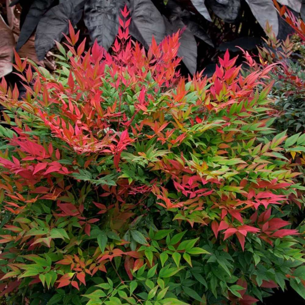 Bambus Sacru Rosu Nandina Obsessed, vesnic verde, frunzis roz-rosu, decorativ, ghiveci sau gradina, gradina japoneza, feng hhui