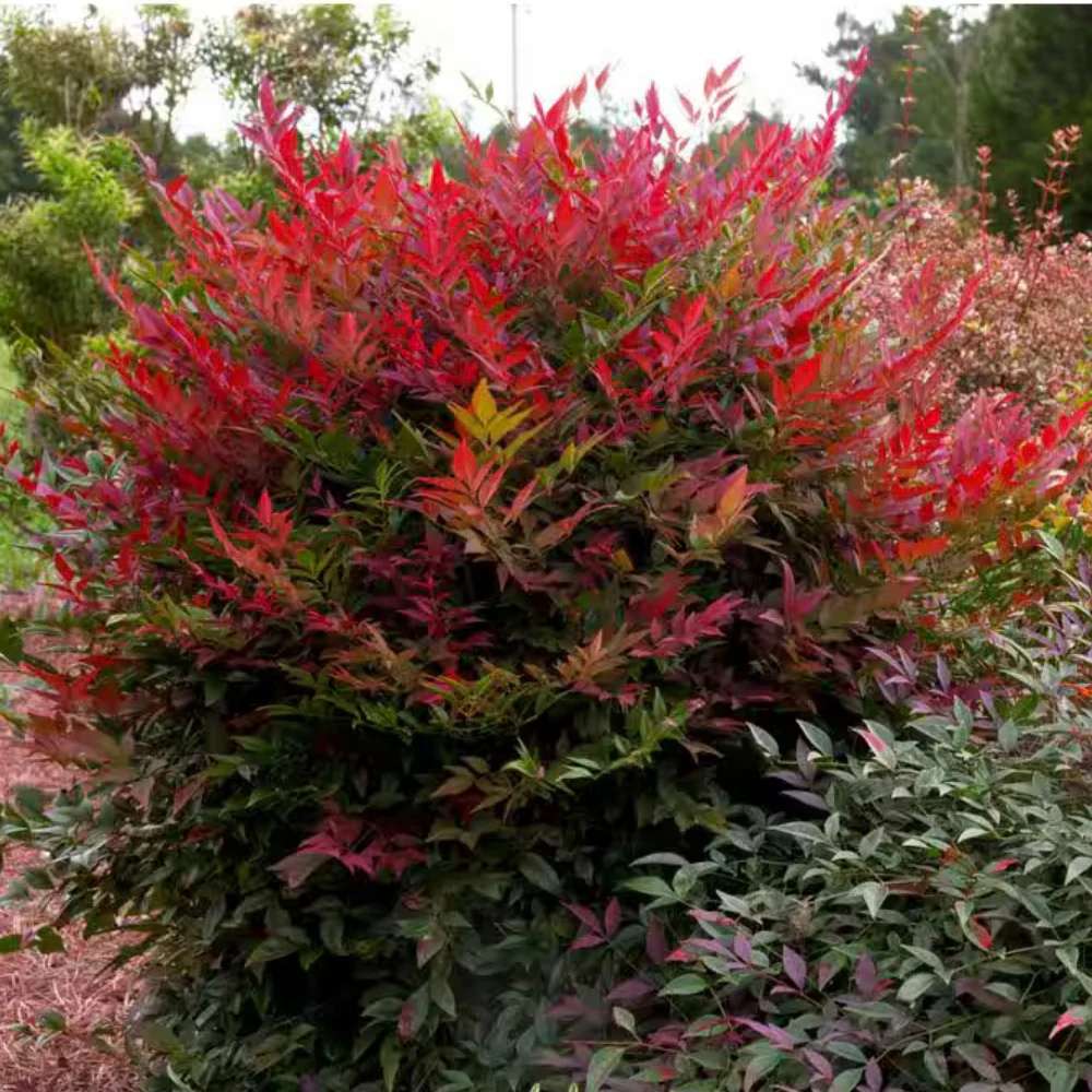 Свещен червен бамбук Nandina Obsessed, вечнозелен, розово-червена зеленина, декоративен, за саксия или градина, японска градина, фън шуй