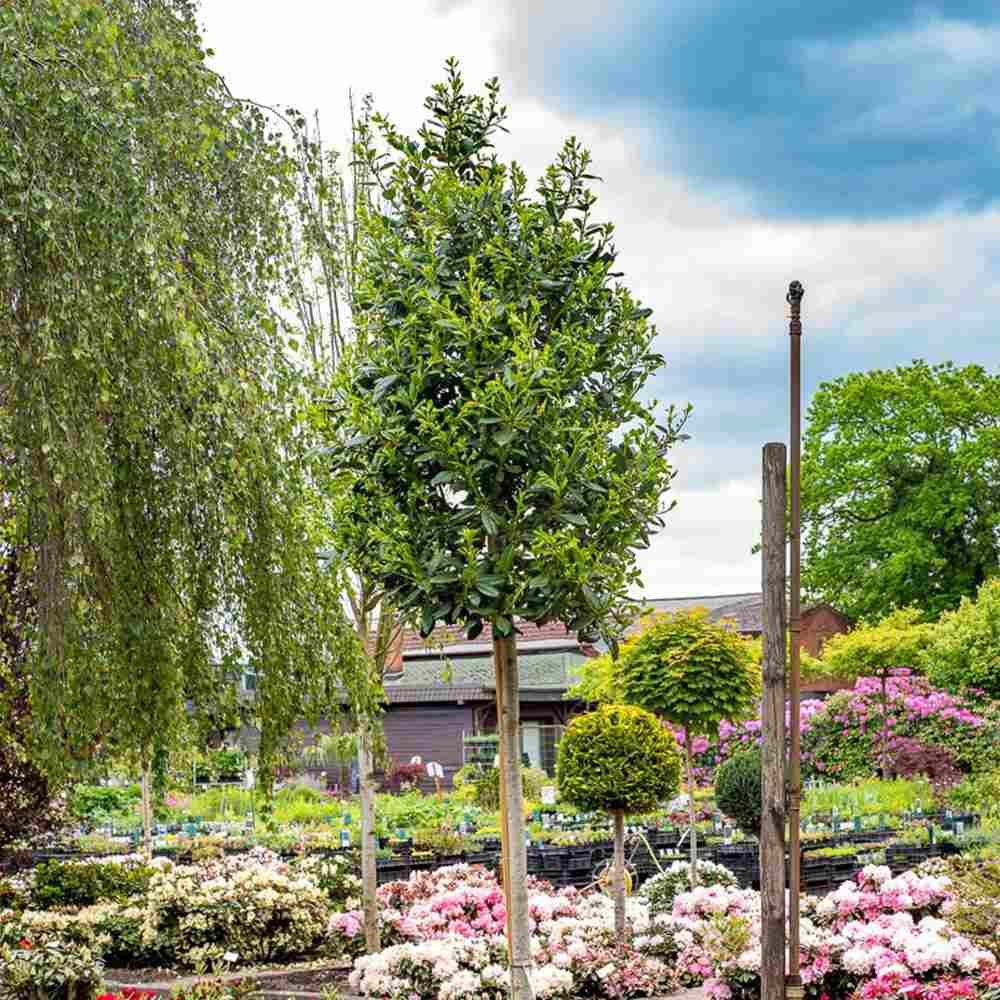 Японски лавровишня (Ilex) Nellie R. Stevens, вечнозелено декоративно дърво с червени плодове