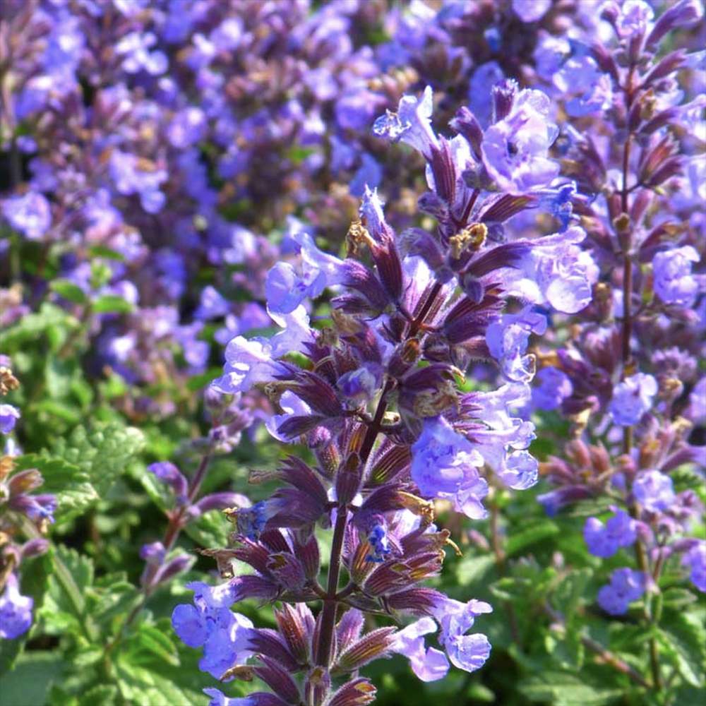 Котешка мента (Nepeta Purrsian Blue), ароматно многогодишно растение, медоносно, устойчиво на суша и студ