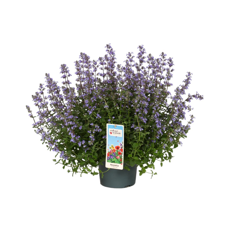 Котешка мента (Nepeta Purrsian Blue), ароматно многогодишно растение, медоносно, устойчиво на суша и студ