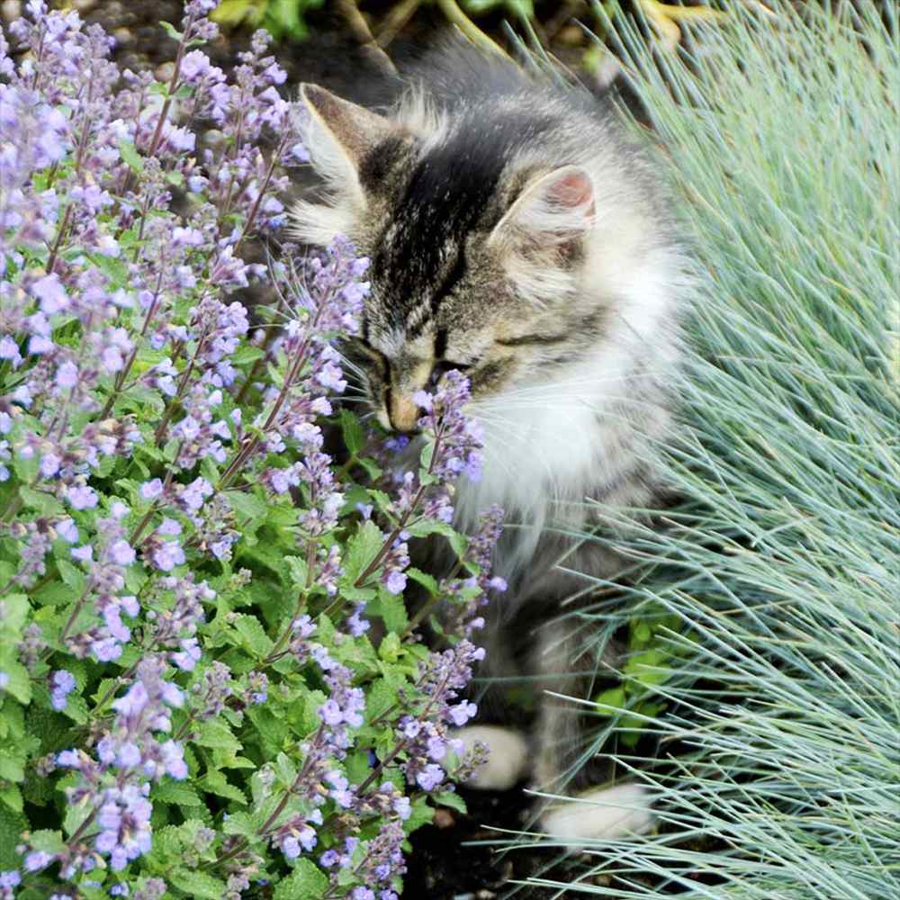 Menta Pisicii (Nepeta Purrsian Blue), planta perena parfumata, melifera, rezistenta la seceta si frig