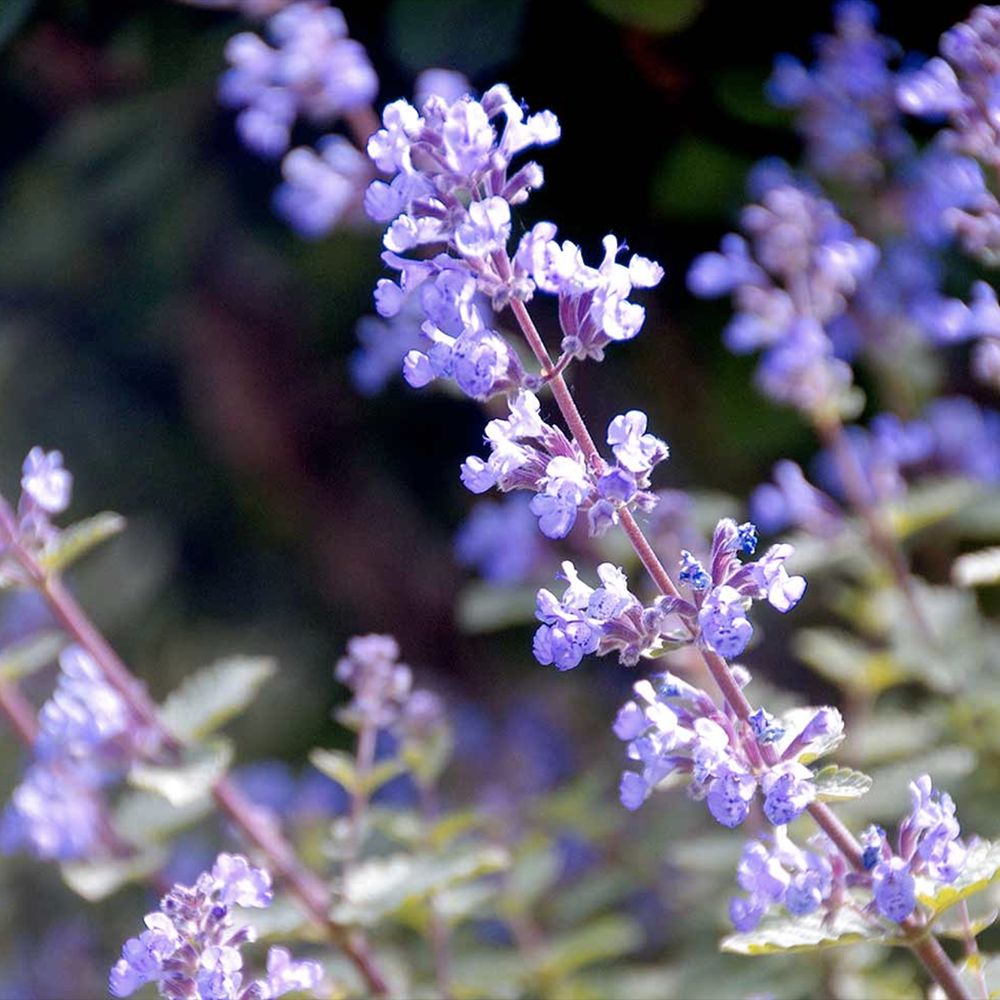 Котешка мента (Nepeta Purrsian Blue), ароматно многогодишно растение, медоносно, устойчиво на суша и студ
