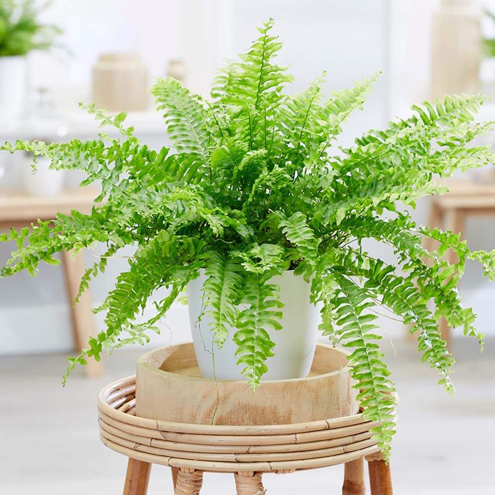 Feriga Sabie de interior Green Lady, 35-45 cm, feriga verde eleganta, frunze arcuite decorative, purificatoare de aer