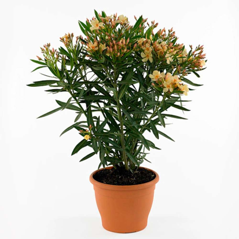 Олеандър (Nerium) храст, с двойни кремаво-жълти цветове